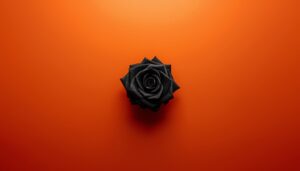Minimalist black rose on bold orange background representing loss of trust in The Quiet Truth Project